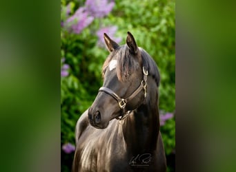 Trakehner, Hengst, 3 Jahre, 167 cm, Rappe