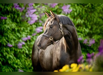 Trakehner, Hengst, 3 Jahre, 167 cm, Rappe