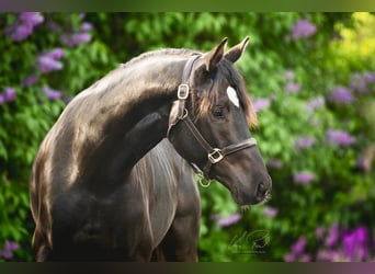 Trakehner, Hengst, 3 Jahre, 167 cm, Rappe