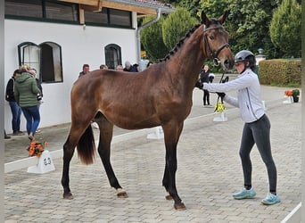 Trakehner, Hengst, 3 Jahre, 170 cm, Dunkelbrauner