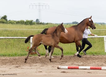 Trakehner, Hengst, 3 Jahre, Brauner