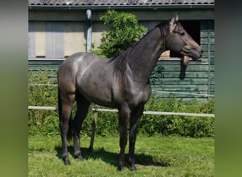 Trakehner, Hengst, 3 Jahre, Schimmel