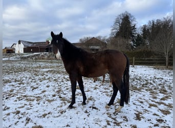 Trakehner, Hengst, 4 Jaar, 165 cm, Donkerbruin