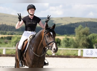 Trakehner, Hengst, 4 Jaar, 167 cm, Donkerbruin