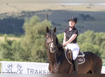 Trakehner, Hengst, 4 Jaar, 167 cm, Donkerbruin