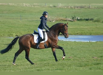 Trakehner, Hengst, 4 Jahre, 169 cm, Brauner