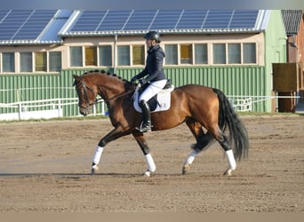 Trakehner, Hengst, 4 Jaar, 169 cm, Bruin