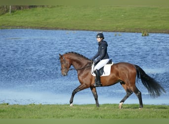 Trakehner, Hengst, 4 Jaar, 169 cm, Bruin