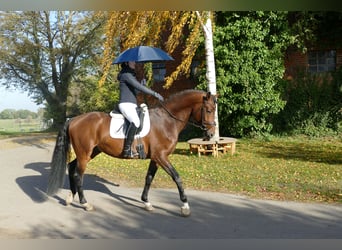 Trakehner, Hengst, 4 Jaar, 169 cm, Bruin