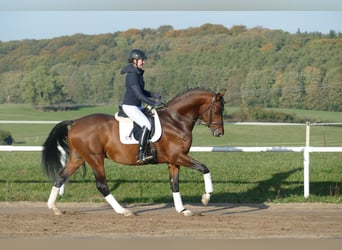 Trakehner, Hengst, 4 Jaar, 169 cm, Bruin