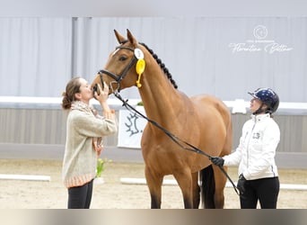 Trakehner, Hengst, 4 Jaar, 170 cm, Bruin