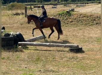 Trakehner, Hengst, 4 Jaar, 170 cm, Bruin