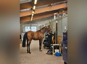 Trakehner, Hengst, 4 Jaar, 170 cm, Bruin