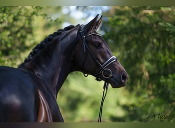 Trakehner, Hengst, 4 Jaar, 172 cm, Zwartbruin