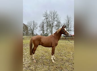 Trakehner, Hengst, 4 Jahre, 163 cm, Dunkelfuchs