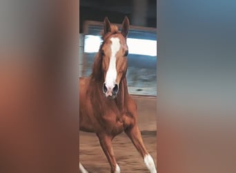 Trakehner, Hengst, 4 Jahre, 165 cm, Fuchs