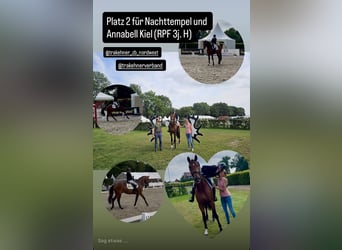 Trakehner, Hengst, 4 Jahre, 170 cm, Brauner