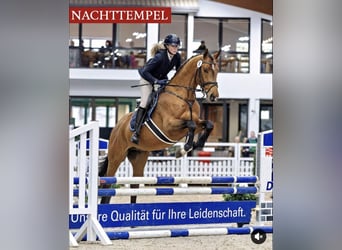 Trakehner, Hengst, 4 Jahre, 170 cm, Brauner