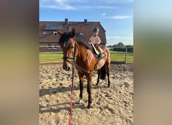 Trakehner, Hengst, 4 Jahre, 170 cm, Brauner