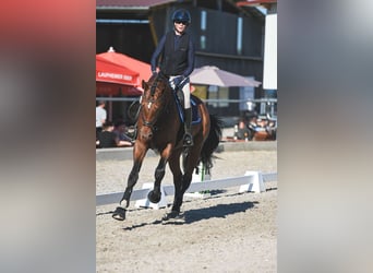 Trakehner, Hengst, 4 Jahre, 170 cm, Brauner