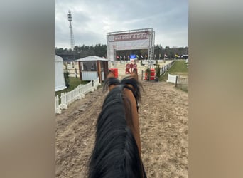 Trakehner, Hengst, 4 Jahre, 170 cm, Brauner