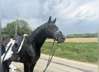 Trakehner, Hengst, 5 Jahre, 167 cm, Rappe