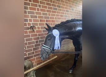 Trakehner, Hengst, 5 Jahre, 167 cm, Rappe