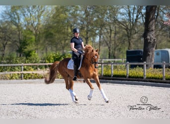 Trakehner, Hengst, 5 Jahre, 168 cm, Fuchs