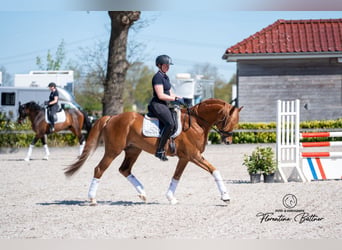 Trakehner, Hengst, 5 Jahre, 168 cm, Fuchs