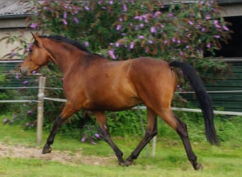 Trakehner, Hengst, 5 Jahre, Brauner