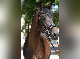 Trakehner, Hengst, 6 Jaar, 166 cm, Donkerbruin