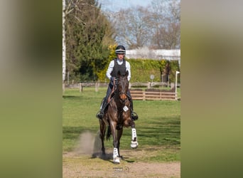 Trakehner, Hengst, 6 Jaar, 166 cm, Donkerbruin
