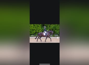 Trakehner, Hengst, 6 Jaar, 170 cm, Zwartbruin