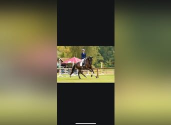 Trakehner, Hengst, 6 Jaar, 170 cm, Zwartbruin