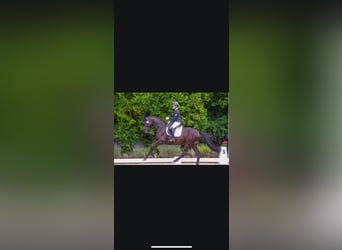 Trakehner, Hengst, 6 Jaar, 170 cm, Zwartbruin