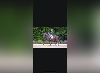 Trakehner, Hengst, 6 Jaar, 170 cm, Zwartbruin