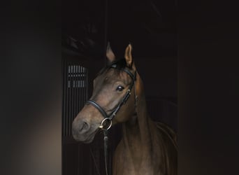 Trakehner, Hengst, 6 Jahre, 165 cm, Brauner