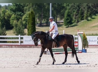 Trakehner, Hengst, 7 Jaar, 170 cm, Donkerbruin