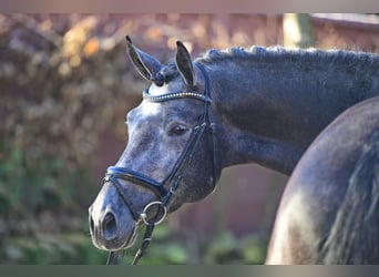 Trakehner, Hengst, 8 Jahre, 170 cm, Rappschimmel