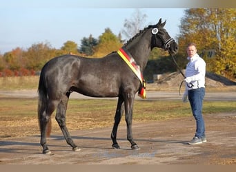 Trakehner, Hengst, 8 Jahre, 170 cm, Rappschimmel