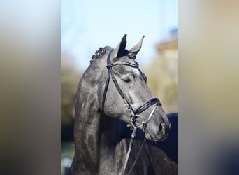 Trakehner, Hengst, 8 Jahre, 170 cm, Rappschimmel