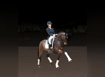 Trakehner, Hengst, 7 Jahre, 168 cm, Brauner
