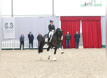 Trakehner, Hengst, 7 Jahre, 174 cm, Brauner