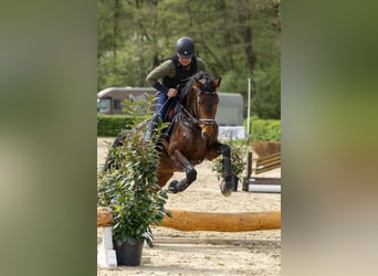 Trakehner, Hengst, 10 Jahre, 168 cm, Brauner