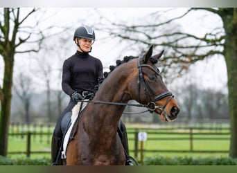 Trakehner, Hengst, 6 Jaar, 174 cm, Bruin