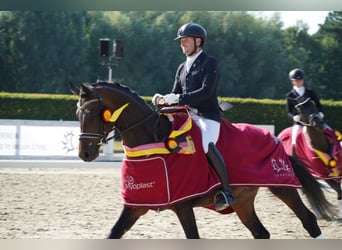 Trakehner, Hengst, 6 Jaar, 174 cm, Bruin