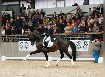 Trakehner, Hengst, 7 Jaar, 174 cm, Bruin