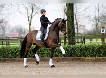 Trakehner, Hengst, 6 Jaar, 174 cm, Bruin