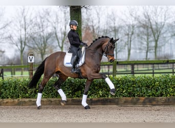 Trakehner, Hengst, 6 Jaar, 174 cm, Bruin