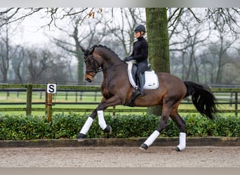 Trakehner, Hengst, 6 Jaar, 174 cm, Bruin